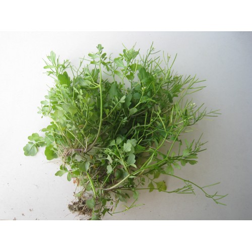 野葛菜